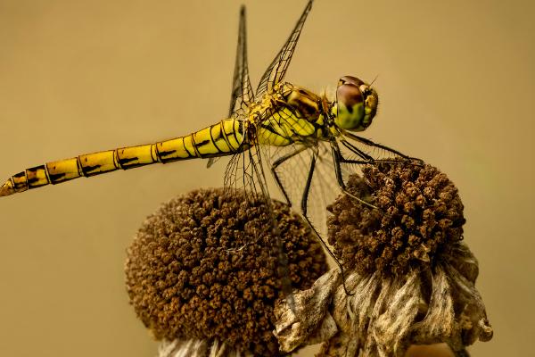Ruddy Darter - Hilary Knight