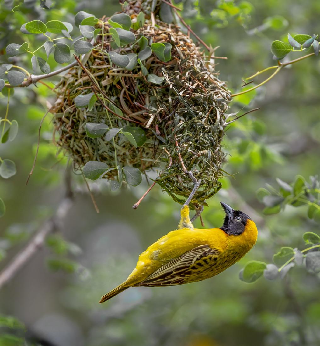 Weaver Bird building its nest - Marny Macdonald