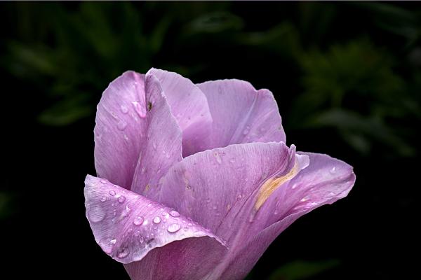 After The Rain - Jennifer Brett