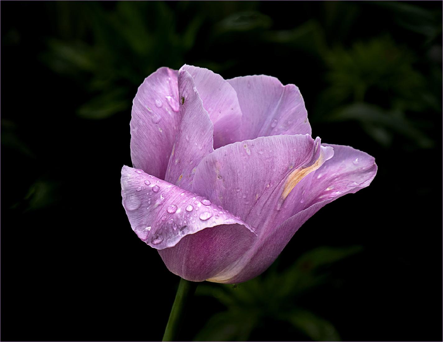 After The Rain - Jennifer Brett