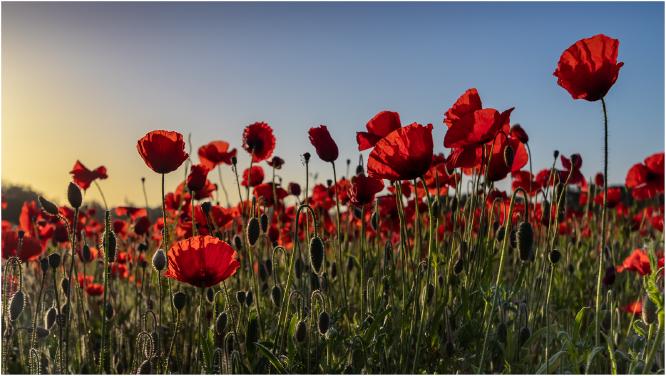 Bright new day - Ian Carter