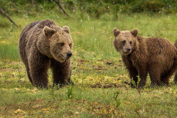Brown Bear with her cubs - Robert Macdonald