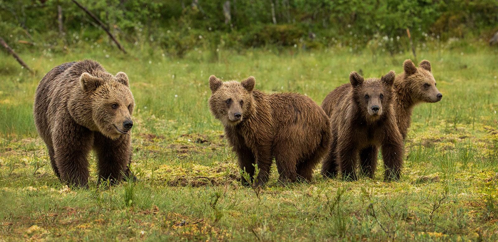 Brown Bear with her cubs - Robert Macdonald