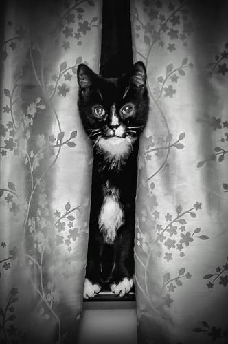 Charlie - Peter Jones