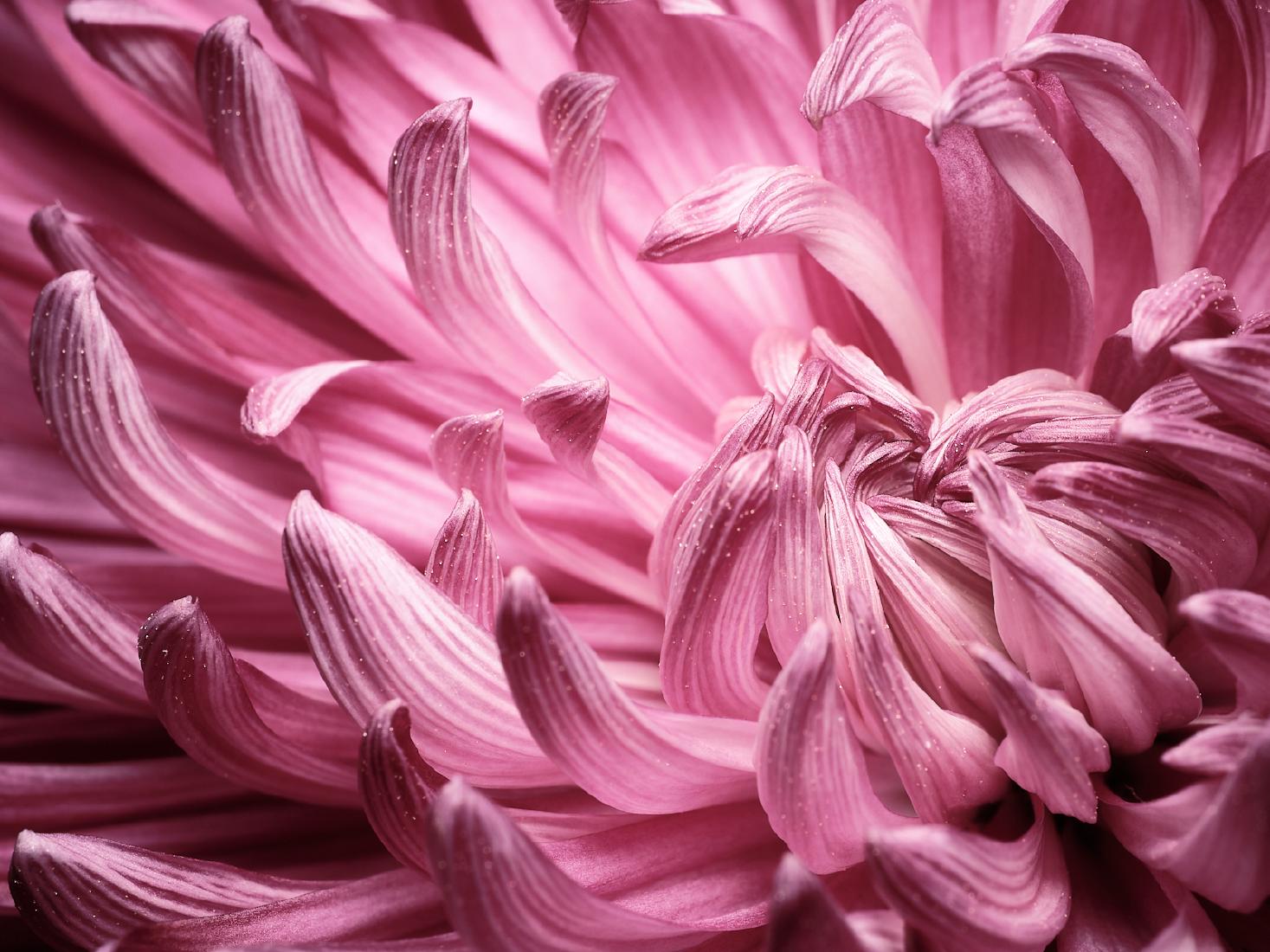 Intricate corolla of petals unfurl - Matt Biggin