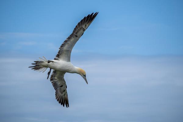 Juvenile Gannet - Jan Cross