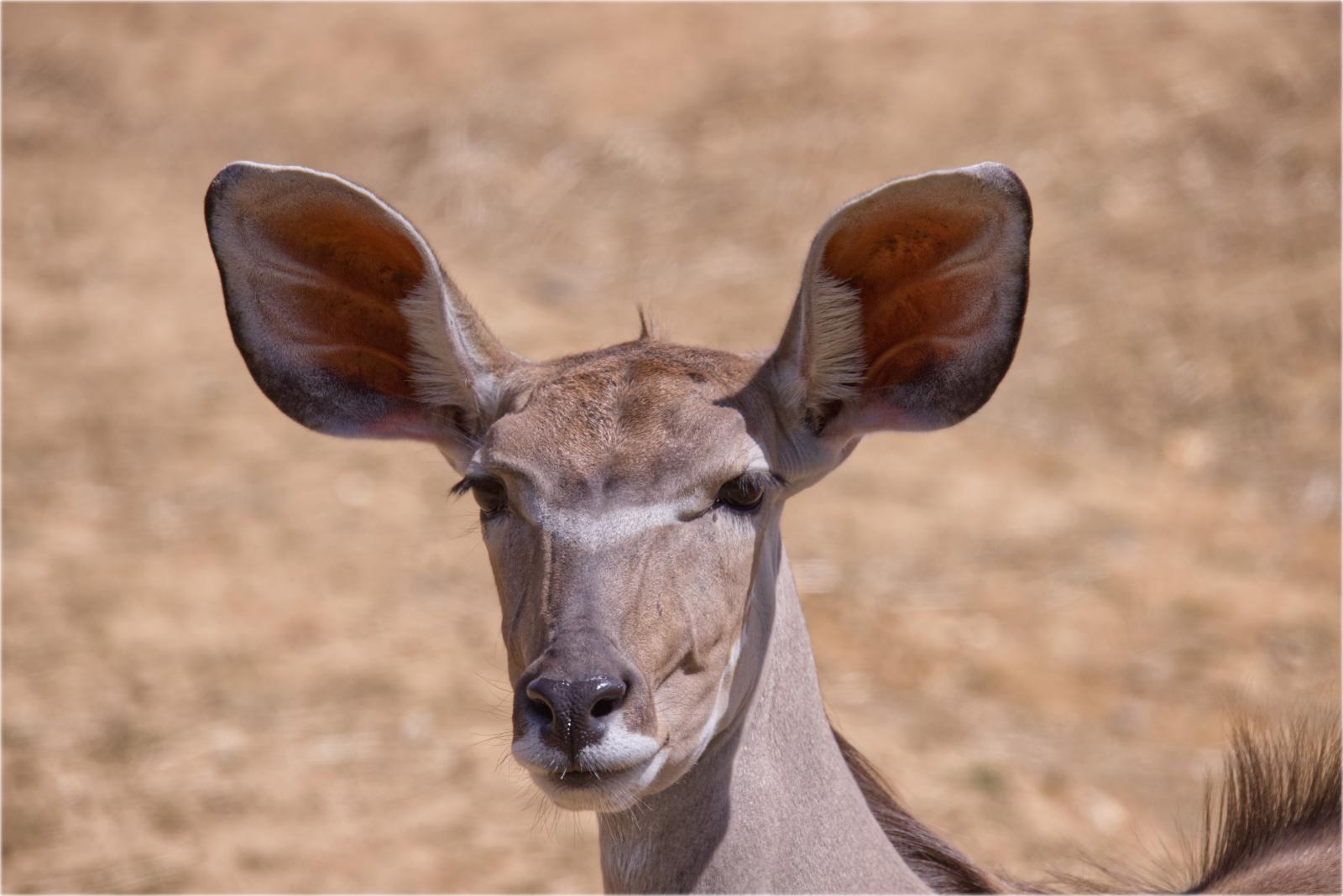 Love Those Ears - Terry Stone