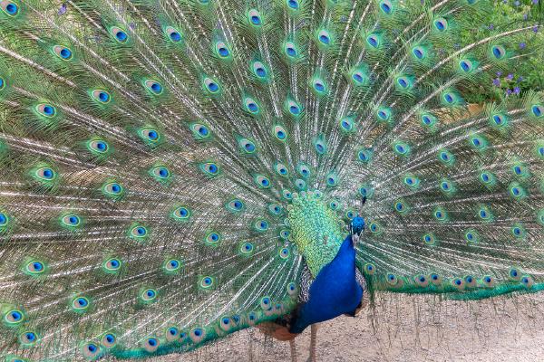 Peacock displaying - Alison Pangbourne