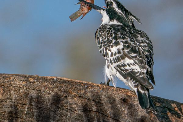 Pied Kingfisher turning its catch - Marny Macdonald