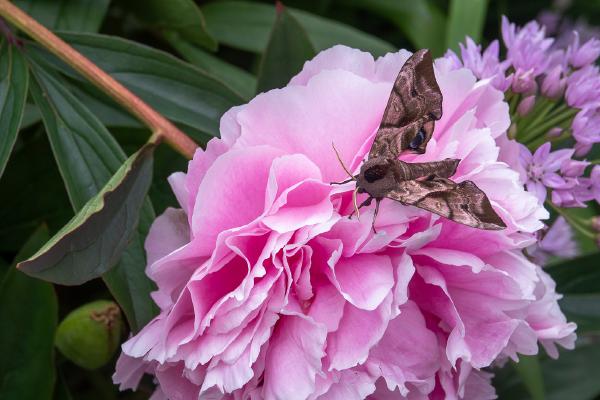 Poplar hawk moth on peony - Alison Pangbourne