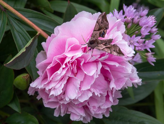 Poplar hawk moth on peony - Alison Pangbourne