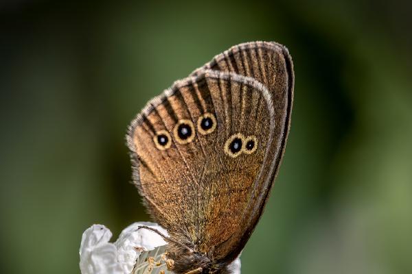 Ringlet Nectoring on Dog Rose - Jan Cross