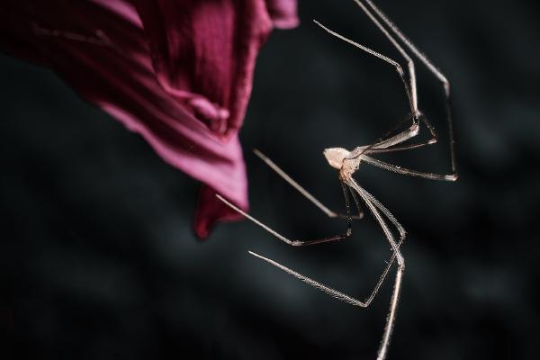 Spider intent on escape - Matt Biggin