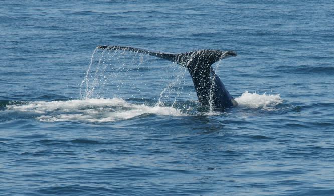 Whale Breeching - Nancy Shephard