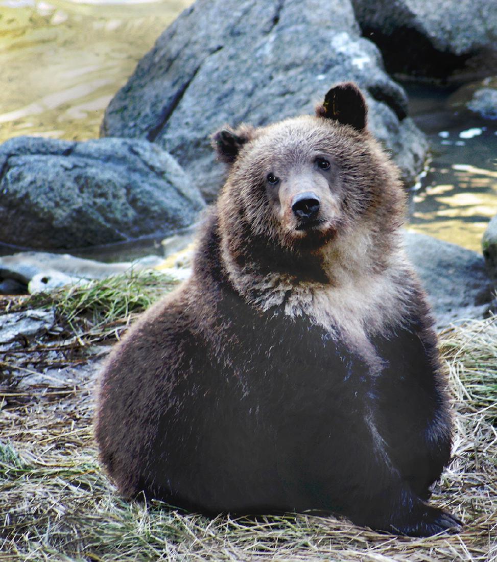 Brown Bear, Alaska - Nancy Shephard