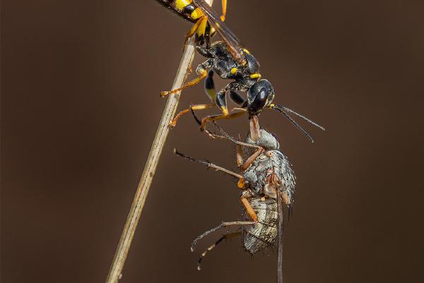 Digger Wasp with Prey - Ben Heather