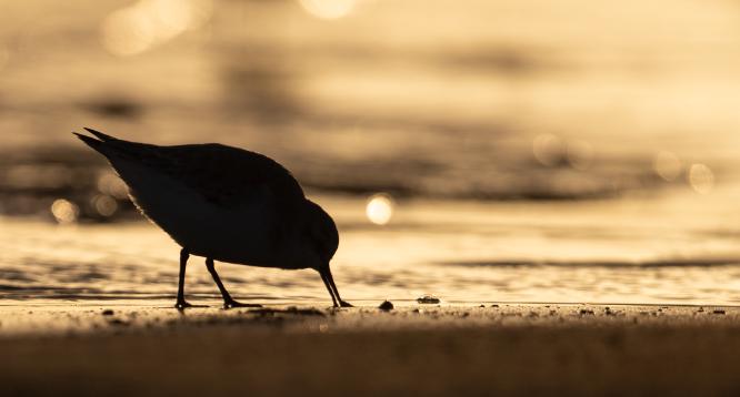 Golden Silhouette - Judith Metcalfe