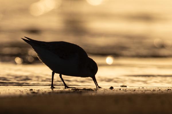 Golden Silhouette - Judith Metcalfe