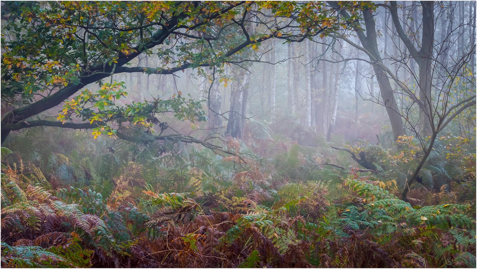 Into the woods - Ian Carter