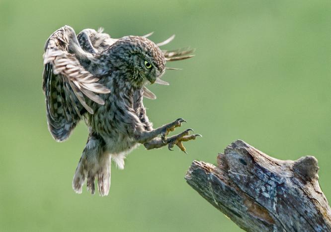 Little Owl swooping in - Robert Macdonald