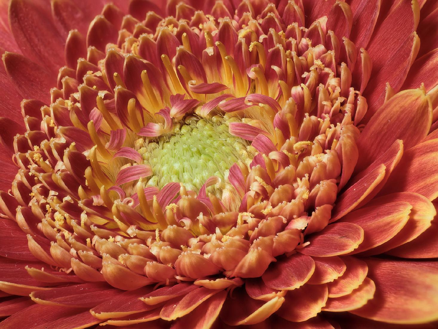 Orange and Red Burst - Matt Biggin