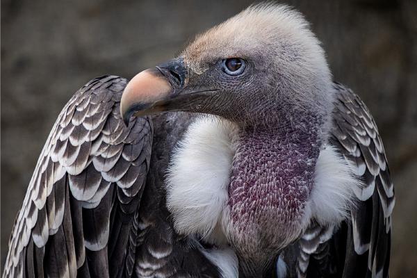 Ruppell's Griffon Vulture - Jennifer Brett