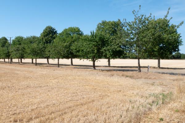 Summer Field - Max Fox