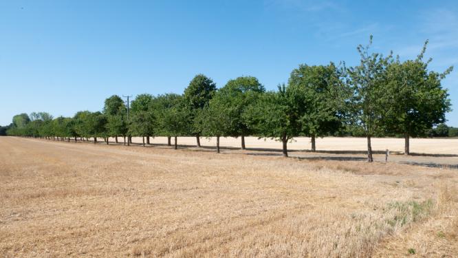 Summer Field - Max Fox