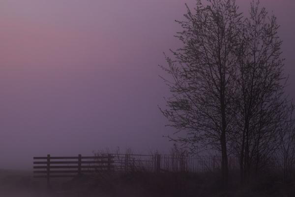 Swans and Mist - Shaun Hykel