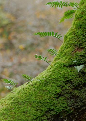 Tree Fern - Richard Goldsmith