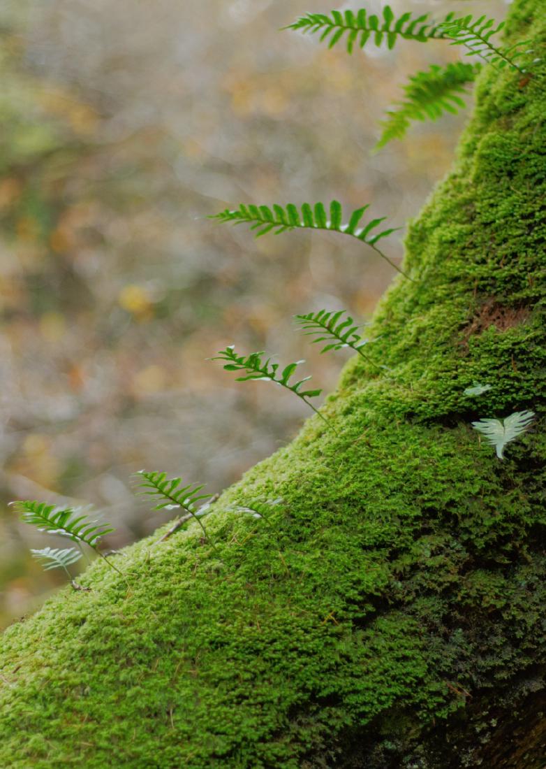 Tree Fern - Richard Goldsmith