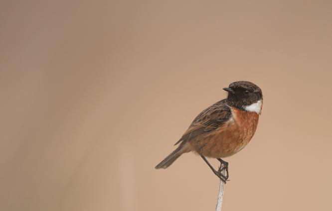 Watchful Eye - Judith Metcalfe