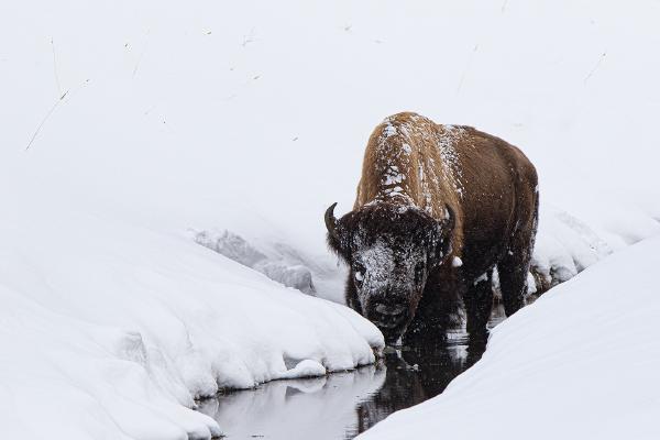 Winter Bison. - Lynn Rix