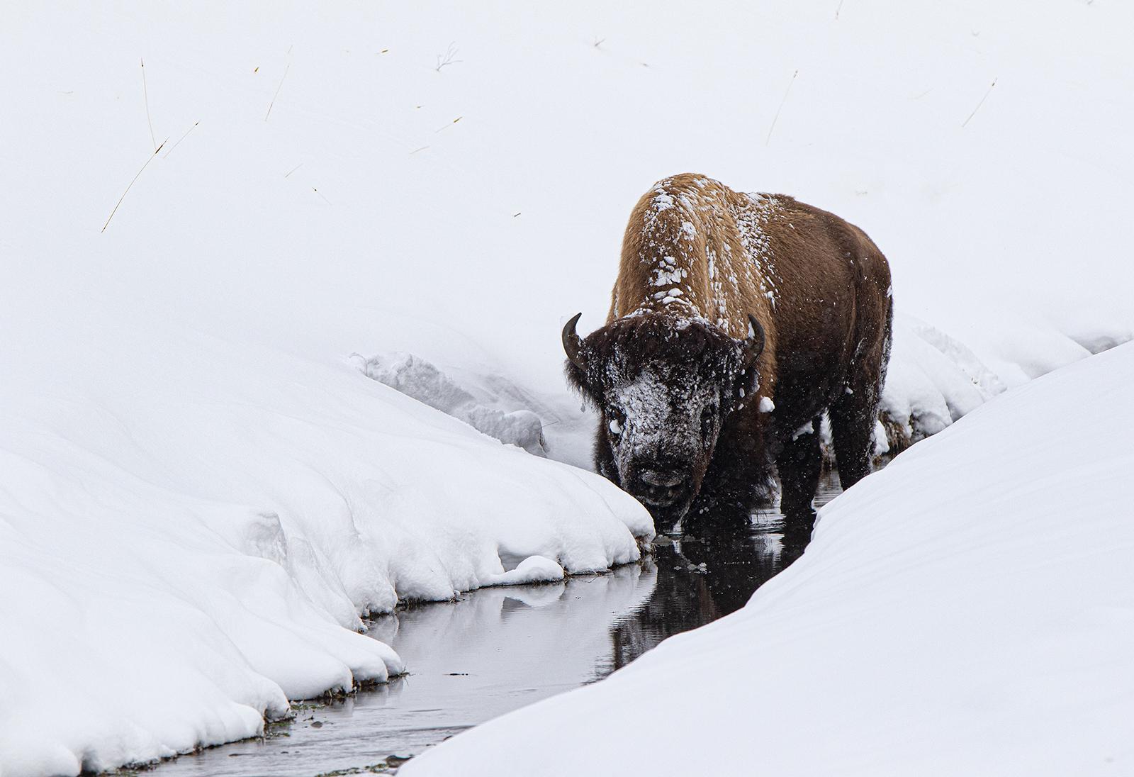 Winter Bison. - Lynn Rix