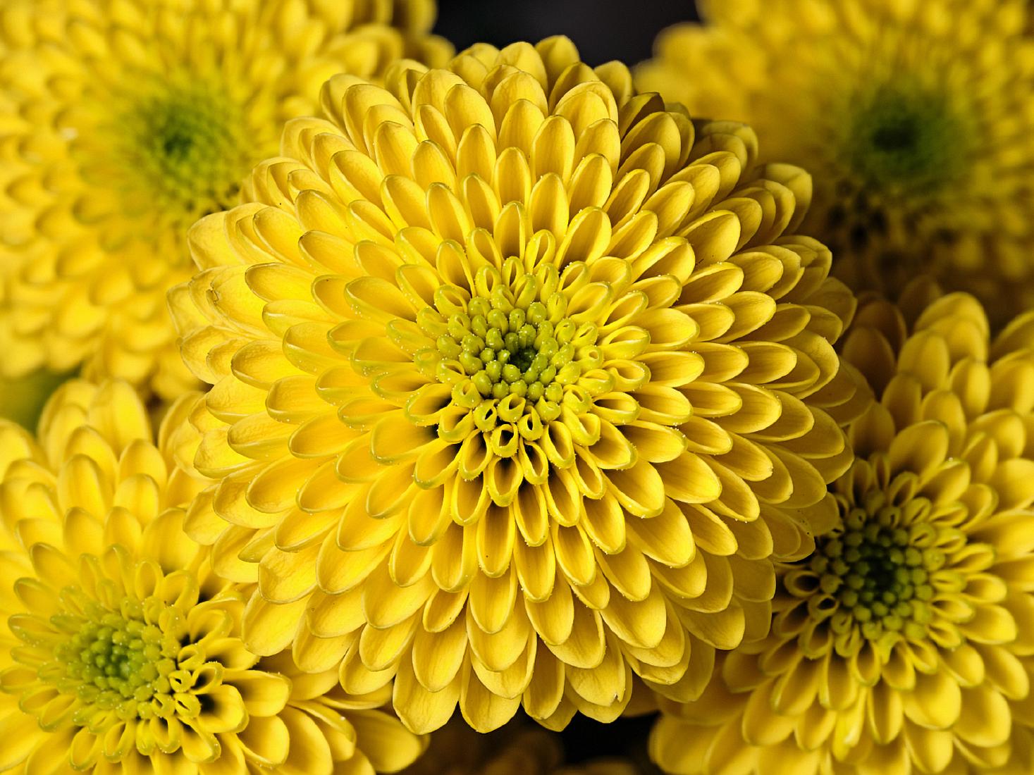 Yellow Explosion - Matt Biggin