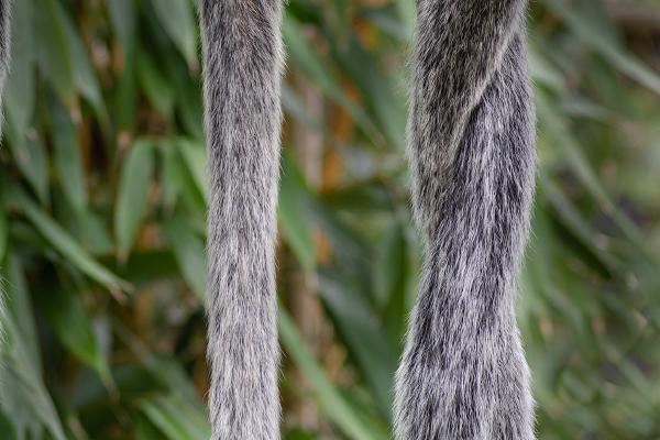 A tail of 5 monkeys - Peter Jones