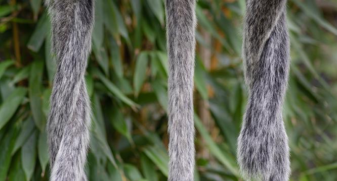 A tail of 5 monkeys - Peter Jones