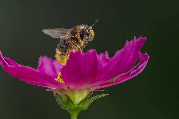 Bee Emerging From Cosmos - Mary Battye