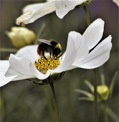 Bee - Stan Douglas