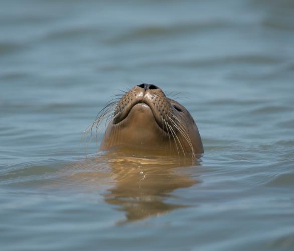 Common Seal - Judith Metcalfe