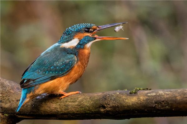 Female Kingfisher tossing a fish - Derek Howes