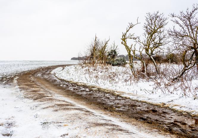 First Fall of Snow - Jan Cross