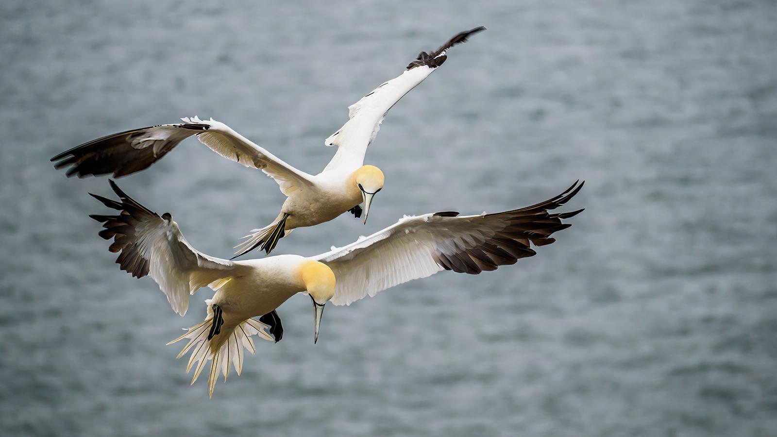 Gannets - David Cross