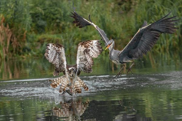 Grey Heron trying to steal fish from Osprey - Marny Macdonald