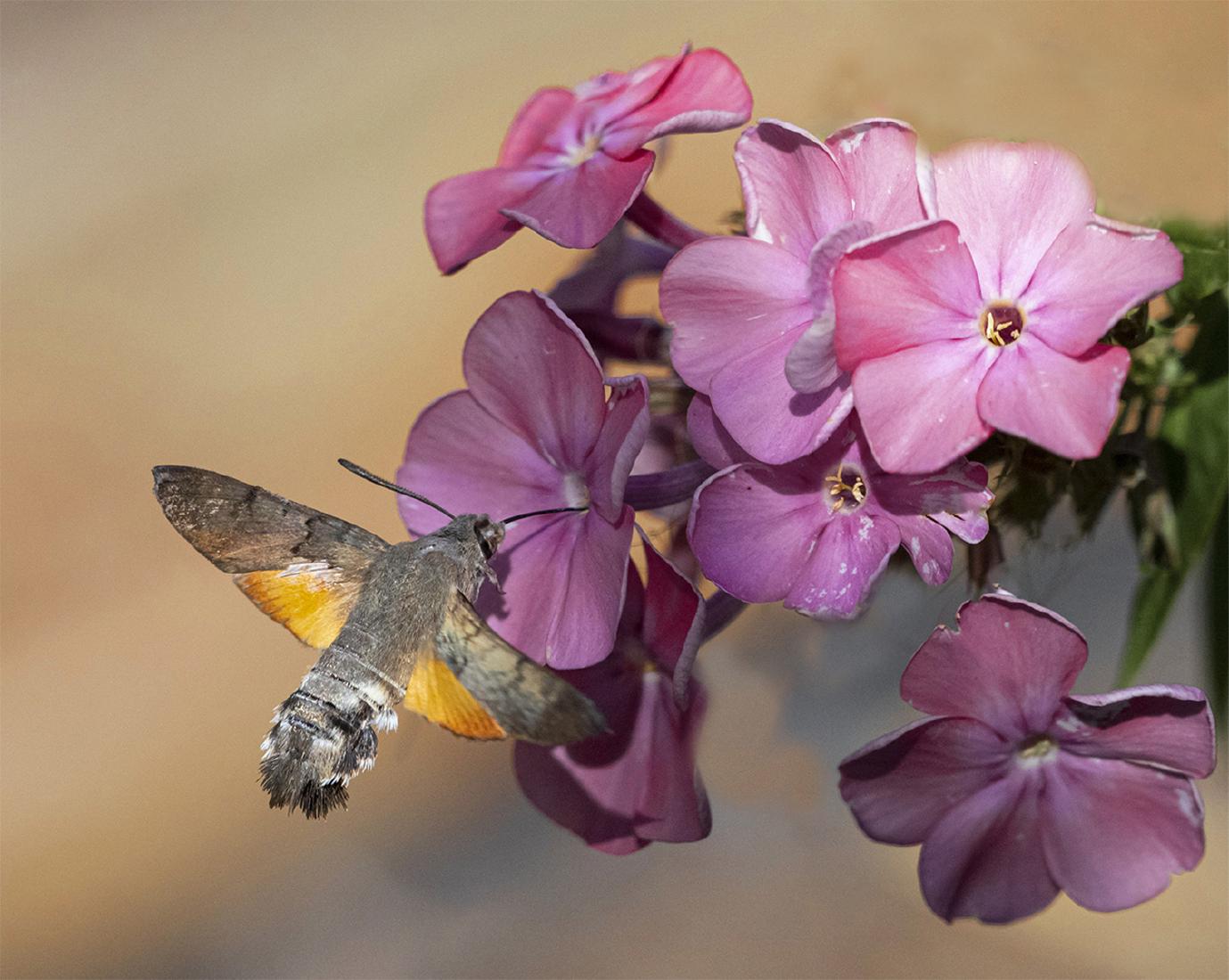 Hummingbird Hawk Moth - Robert Farrow