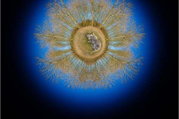 In A Dog's Dream - Jeff Scott