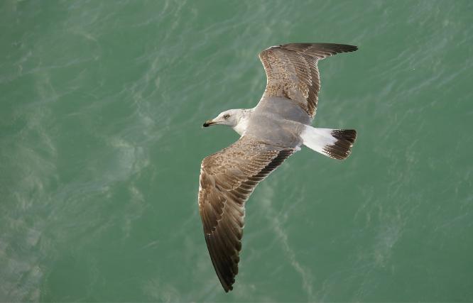 In Flight - Nancy Shephard