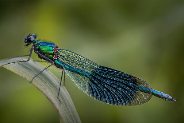 Male Banded demoiselle roosting - Ben Heather