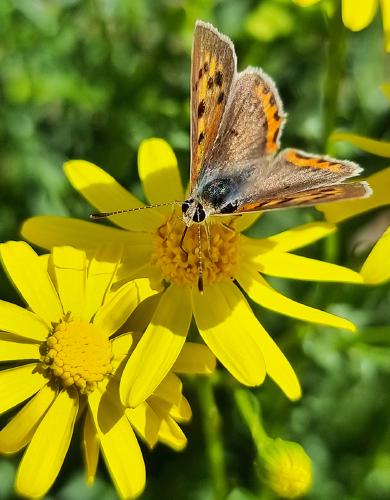 Nectaring Butterfly - Aysu Bilgic