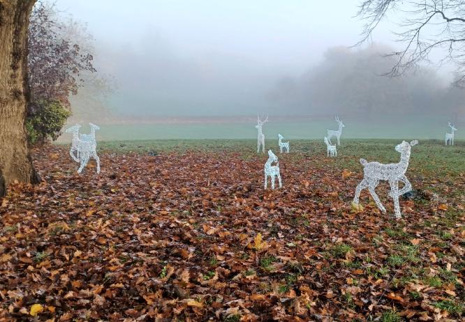 Oh Deer - Max Fox